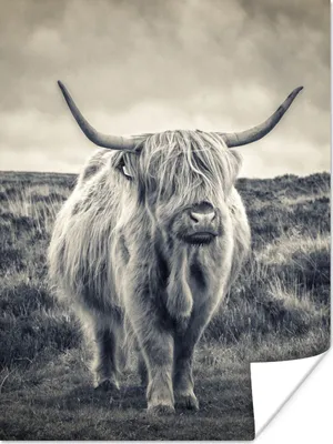 Produktbild von MuchoWow® Poster Schottischer Hochländer - Tiere - Wolken - Kuh - Natur 60x80 cm - Schlafzimmer Dekoration