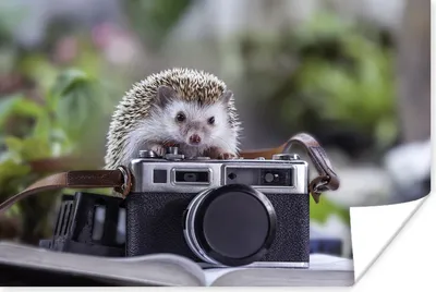 Produktbild von MuchoWow® Poster Igel auf einer Kamera 90x60 cm - Schlafzimmer