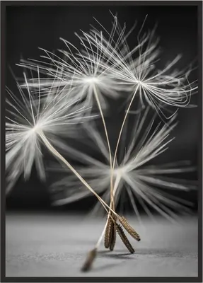 Produktbild von Bild, Poster im Rahmen 53x73 cm Löwenzahn P521
