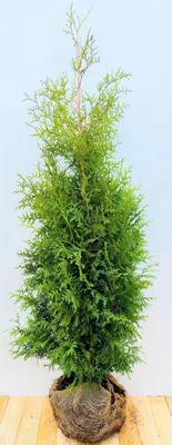 Produktbild von Thuja occidentalis 'Brabant' mB 125- 150 10 Stück auf Palette