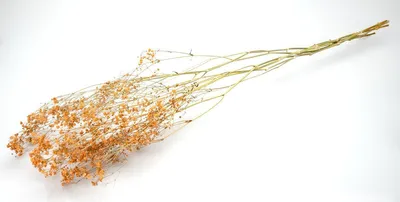 Produktbild von Schleierkraut, getrocknet, im Bund, Länge ca. 50-60cm, lieferbar in Natur und Gefärbt | Gypsophila paniculata , Farbe:Orange