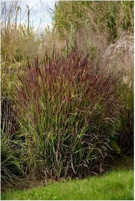 Produktbild von Stauden Gänge 10 x Panicum virgatum 'Shenandoah' im 1 Liter Topf - Rote Rutenhirse - Eleganz in leuchtendem Rot - Winterhart - Mehrjährig