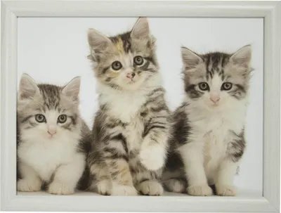 Produktbild von Mars & More Knietablett Tablett Katzen Babys grau Betttablett