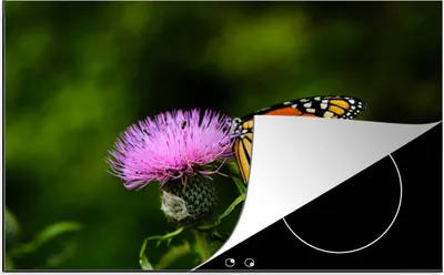 Produktbild von KitchenYeah© Herdabdeckplatte Blumen - Schmetterling - Makro , 76x51cm, Küche Deko, Glaskeramikkochfeld Herdabdeckung, Abdeckplatte fùr Kochfeld