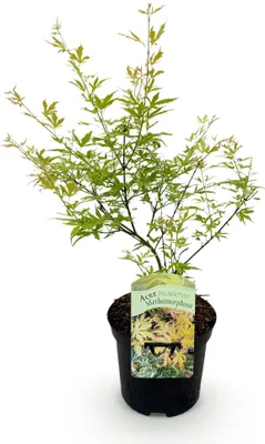Image de Green boutiQ - Plante de terrasse - Érable japonais - Acer palmatum Methamorphosa - Vert - 1 plante - À feuilles caduques - Pot de 19 cm, hauteur 70 cm