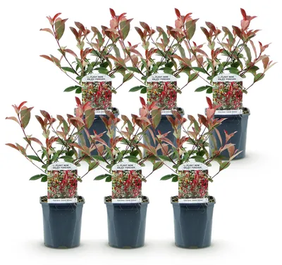 Image de Green boutiQ - Plantes de haie - Photinia fraseri Carre Rouge - vert-rouge - 6 plants - 1 mètre linéaire - à feuillage persistant - pot de 17 cm, hauteur 55 cm
