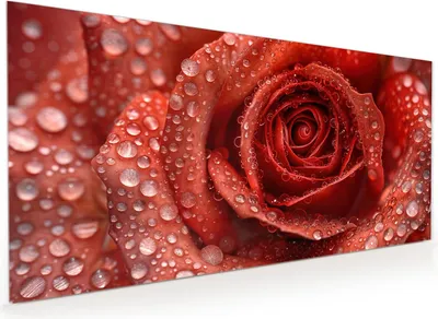 Produktbild von Küchenrückwand Spritzschutz Glas mit Motiv Wassertropfen Rose 40 x 40 cm
