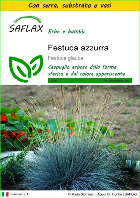 Immagine prodotto di SAFLAX Insieme di coltivazione - Festuca azzurra - 50 semi - Festuca