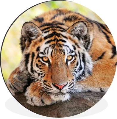 Produktbild von MuchoWow® Aluminium Wandkreis Tiger - Welpe - Rüssel Ø 60 cm Wanddeko Modern Wohnzimmer - Wand Kreis - Wandbild - Schlafzimmer - Aluminium Bild - Kinderzimmer - Wohnzimmer Dekoration - Wandschmuck