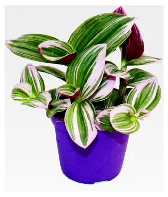 Produktbild von Dreimasterblume - Tradescantia "Nanouk" - pflegeleichte hängende Zimmerpflanze - 9 cm Topf - pink