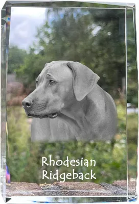 Produktbild von Rhodesian Ridgeback - Kristall mit einem Hundebild, Bild im Glas, moderne Ausstellung des Art-Dog-Bildes.