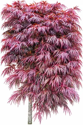 Produktbild von Roter Fächerahorn Acer palmatum Dissectum Garnet Hochstamm 100 - 125 cm Ahorn
