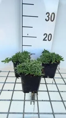 Zdjęcie produktu dla 6 x Saponaria hybr. 'Bressingham' - Mydlnica lekarska - doniczka 9 x 9 cm
