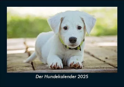 Produktbild von Der Hundekalender 2025 Fotokalender DIN A5