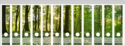 Produktbild von Wallario Ordnerrücken Sticker, selbstklebend für breite Ordner, 12 Stück, Motiv Waldanemonen und Sonnenstrahlen im Wald