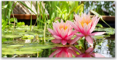 Produktbild von Glasbilder 140x70 Wandbild Druck auf Glas Blumen Pflanzen