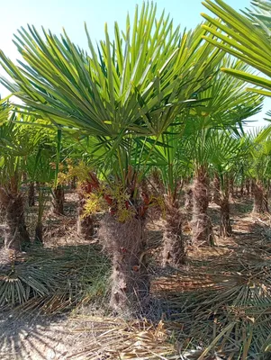 Produktbild von Hanfpalme Trachycarpus Fortunei Winterharte Palme Stamm ca. 40-50 cm Höhe ca. 120 - 150 cm