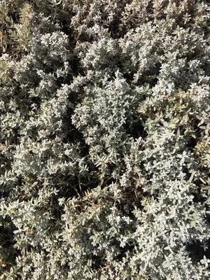 Immagine prodotto di 6 x Cerastium biebersteinii 'Yoyo' - Fiordaliso in vaso 9x9 cm