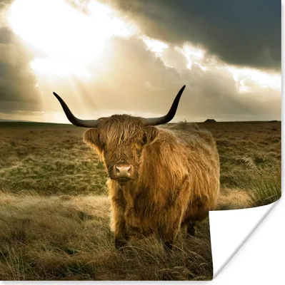 Produktbild von MuchoWow® Poster Schottischer Hochländer - Sonne - Gras 100x100 cm - Babyzimmer