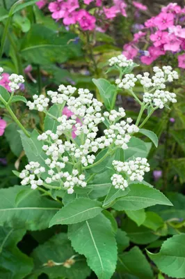 Produktbild von Parthenium integrifolium, Wildes Pastinak, ca. 9x9 cm Topf