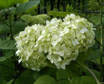 Produktbild von Schneeballhortensie Grandiflora - Hydrangea arborescens Grandiflora (40-60)
