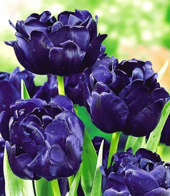 Produktbild von BALDUR Garten 8x Tulpe 'Blue Diamond', Zwiebeln mit Umfang 12 cm, schöne, gefüllte Blüten, im Beet oder Kübeln & Schalen, dekorative Schnittblume, winterhart, mehrjährig & pflegeleicht
