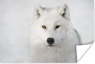Produktbild von MuchoWow® Poster Weißer Wolf auf weißem Hintergrund 60x40 cm - Schlafzimmerdekoration