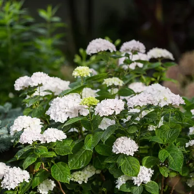 Obrázek produktu pro Hortenzie Hydrangea Endless Summer The Bride, sada 8 kusu - mrazuvzdorná, bílá