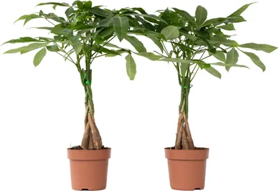 Zdjęcie produktu dla Pachira wodna - 2 szt - Pachira aquatica - Wysokość 60-70cm - ⌀17cm