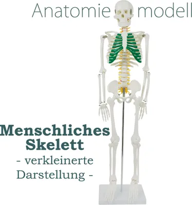 Produktbild von Anatomie Modell Skelett Verkleinert Anatomy Skeleton Menschliches Skelett Menschlicher Körper 87 cm Anatomy Skeleton Human Model mit Ständer und Spinalnerven MedMod