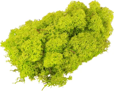 Produktbild von Deko Moos Hellgrün Islandmoos konserviert 400g - Bastelmaterial, Frühling Gartendeko, Moosbild DIY