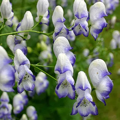 Obrázok produktu pre 6 x biely modrý oměj  - Aconitum cammarum 'Bicolor'  | Kvetináč 9 cm x 9 cm