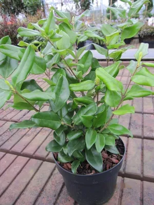Produktbild von Japanischer Liguster Texanum - Ligustrum japonicum Texanum - 30-40cm
