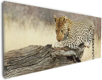 Produktbild von Wallario Premium Leinwandbild Leopard auf Baumstamm in Afrika in Größe 30 x 75 cm