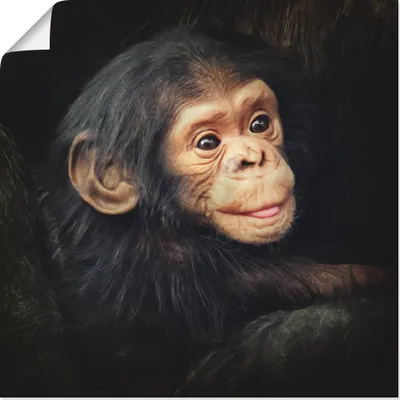 Produktbild von ARTland Poster Kleiner Schimpanse Größe: 50x50 cm