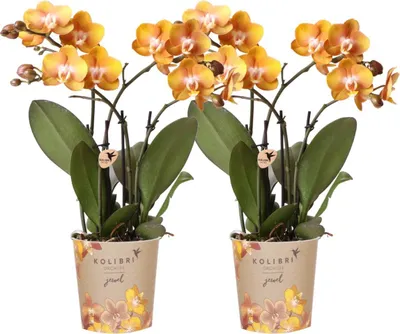 Obrázok produktu pre Orchidea Phalaenopsis Las Vegas, 2 rastliny, oranžová, Ø 12 cm, izbová rastlina s 3–4 kvetmi