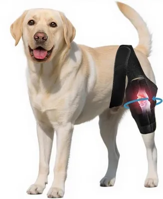Image de Genouillères pour les pattes arrière des chiens, genouillères réglables pour chiens, destinées à prévenir les ruptures du ligament croisé antérieur chez les chiens - Genouillères pour chiens - Maintien de la stabilité articulaire - Longueur.