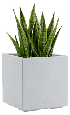 Image de HowHomely : Jardinière sur roulettes, pot de fleurs crème, 30x30xH30 cm