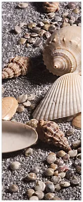 Produktbild von Wallario Wandbild aus Acryl, 125 x 50 cm, freischwebende Optik - Muscheln am Strand