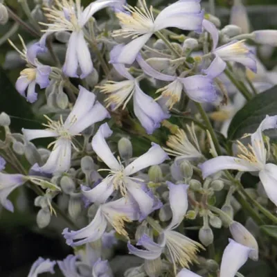 Obrázek produktu pro Clematis Praecox 2L