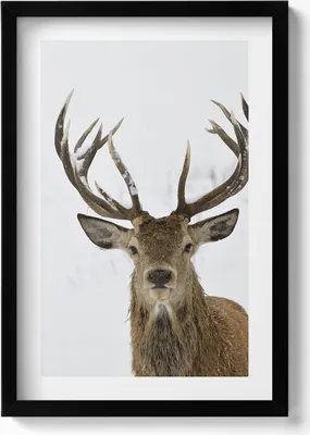 Produktbild von Ein stattliches Tier, ein Hirsch– Wandbild mit Rahmen – Gerahmtes Bild  – Wanddekoration – 40x60 cm –  Schwarz