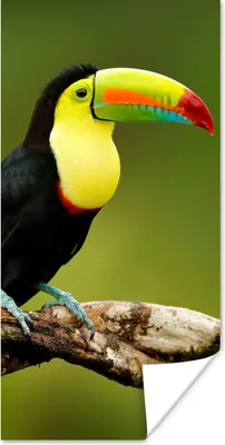 Produktbild von MuchoWow® Poster Vogel - Tukan - Regenbogen - Grün - Zweig 80x160 cm - Kinderzimmer
