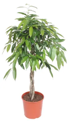 Produktbild von Zimmerpflanze - Ficus Amstel King - Zimmerfeige - geflochtener Stamm - Für das Wohnzimmer - Topf Ø30cm - Höhe 140cm
