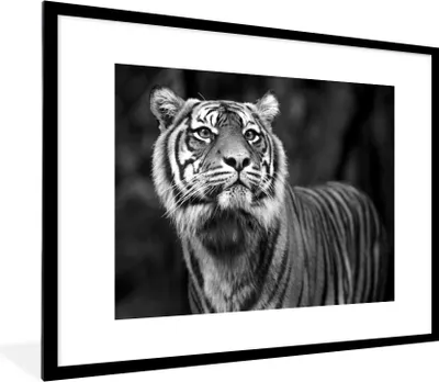 Produktbild von MuchoWow® MuchoWow® Gerahmtes Poster Tiger - Dschungel - Schwarz - Weiß 80x60 cm - Poster mit zchwarzem Bilderrahmen - Schlafzimmer-Dekorationen - Fotoposter