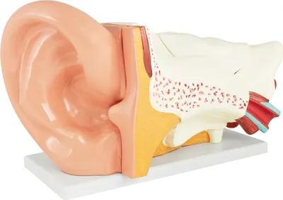 Obrázok produktu pre Anatomický model ľudského ucha ľudské telo anatomický model ľudského ucha ľudské vonkajšie stredné a vnútorné ucho modely 6 častí výučbový model MedMod