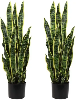 Image de 2 grandes plantes d'intérieur Sansevieria, 94 cm de haut, avec 30 feuilles, pour décorer le salon ou le bureau
