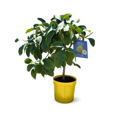 Image de Cedratier - citrus medica - agrume méditerranéen - arbre fruitier - ↕ 75-85 cm - ⌀ 22 cm