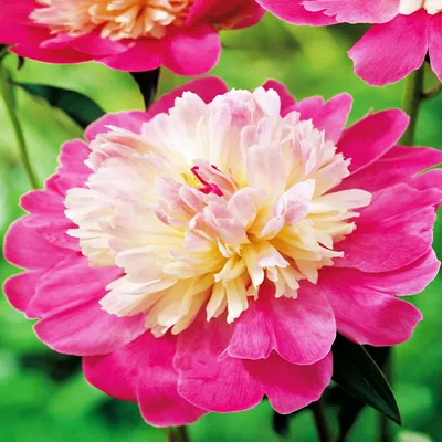 Zdjęcie produktu dla Paeonia Piwonia sadzonka Gay Paree 1 szt Piwonie sadzonki Pachnąca