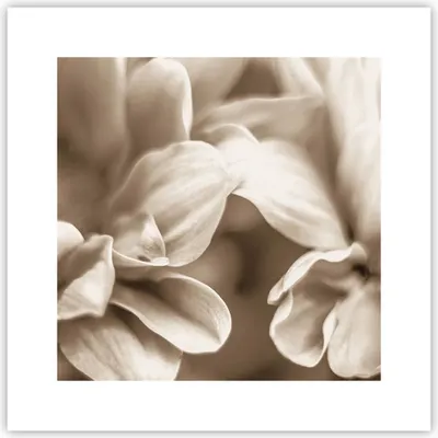 Produktbild von Poster - Poster ohne Rahmen - Blumen Boho ohne - 30x30 cm - Wand Bild - Wanddeko - Wandbilder - Kunstposter - Wandposter - Bilder - Kunstdruck - Wanddekoration - Wandbild - P2XAC30x30-4767