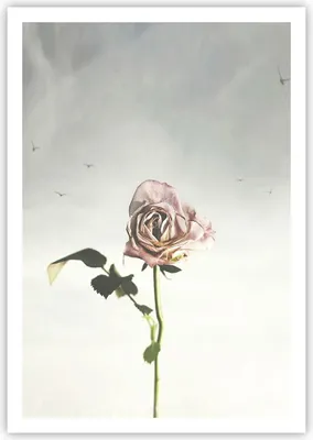 Produktbild von Poster - Poster ohne Rahmen - Rose Vögel Himmel - 70x100 cm - Wand Bild - Wanddeko - Wandbilder - Kunstposter - Wandposter - Bilder - Kunstdruck - Wanddekoration - Wandbild - P2XPA70x100-4509